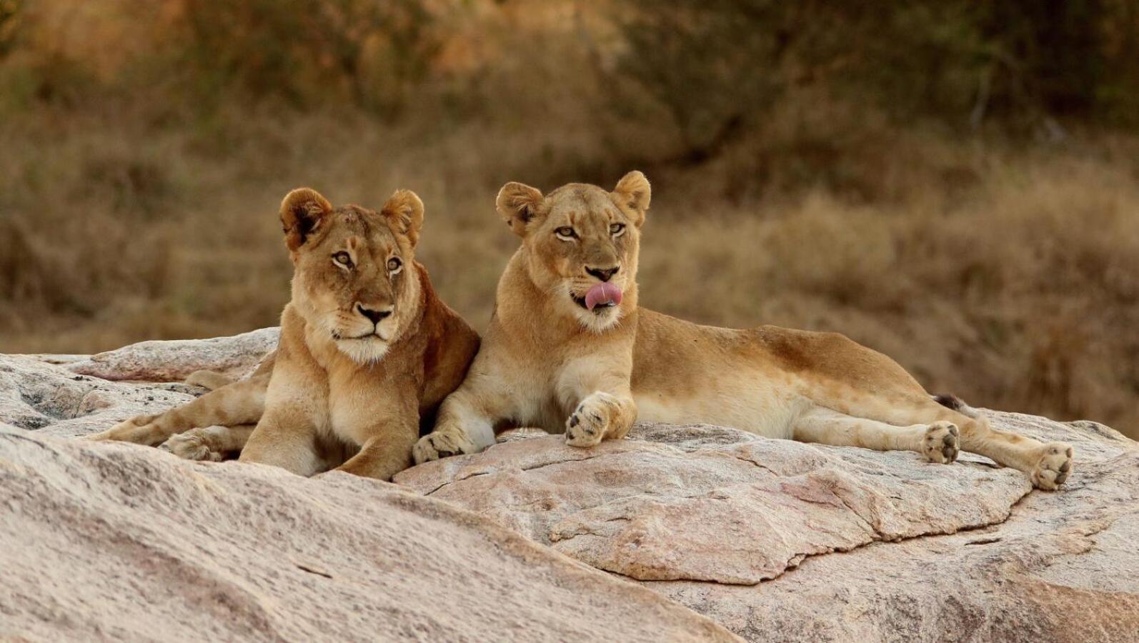 Leopard Hills Private Game Reserve Саби-Санд-Гейм-Резерв Экстерьер фото