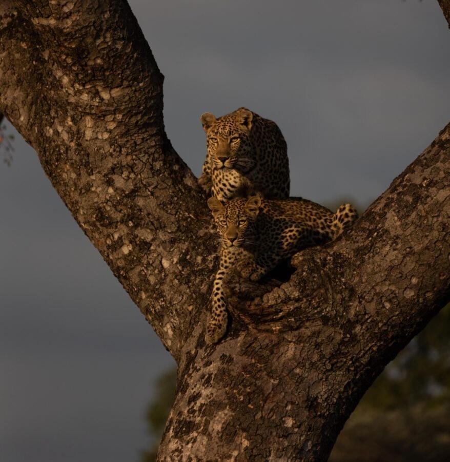 Leopard Hills Private Game Reserve Саби-Санд-Гейм-Резерв Экстерьер фото