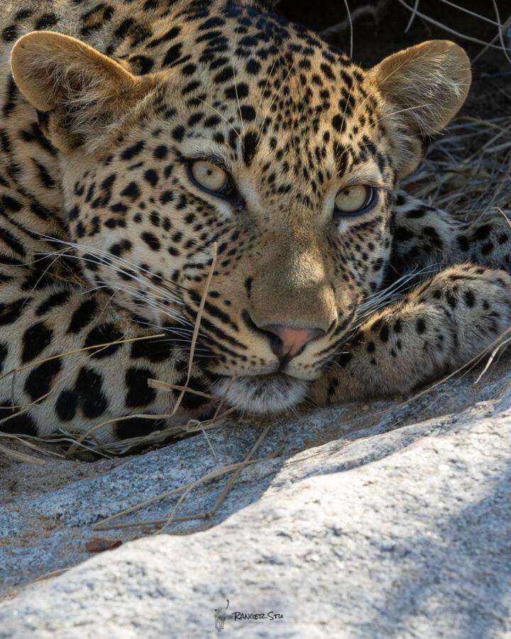 Leopard Hills Private Game Reserve Саби-Санд-Гейм-Резерв Экстерьер фото