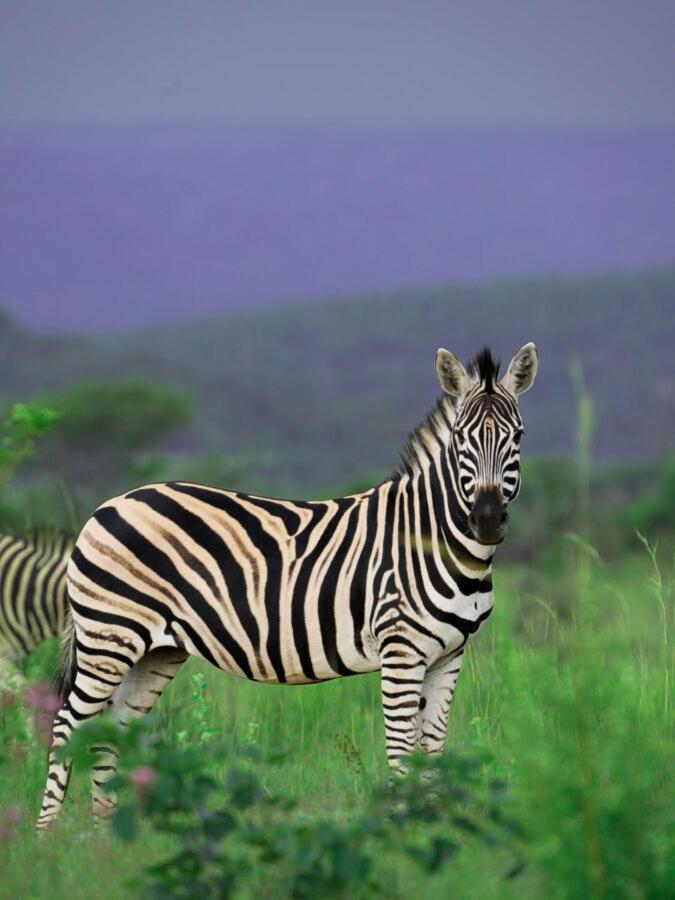 Leopard Hills Private Game Reserve Саби-Санд-Гейм-Резерв Экстерьер фото