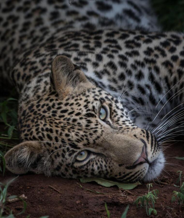 Leopard Hills Private Game Reserve Саби-Санд-Гейм-Резерв Экстерьер фото