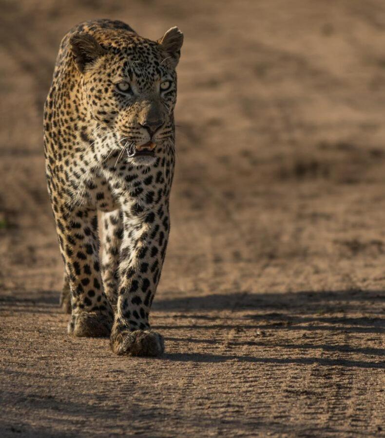 Leopard Hills Private Game Reserve Саби-Санд-Гейм-Резерв Экстерьер фото