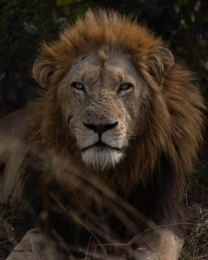 Leopard Hills Private Game Reserve Саби-Санд-Гейм-Резерв Экстерьер фото